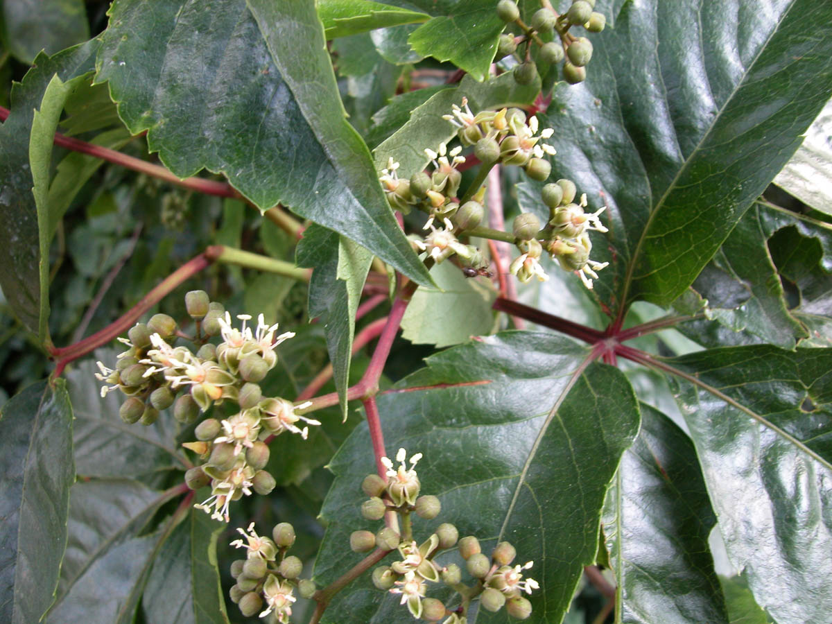 معرفی و راهنمای پرورش گیاهان زینتی فضای باز - موچسب وحشی